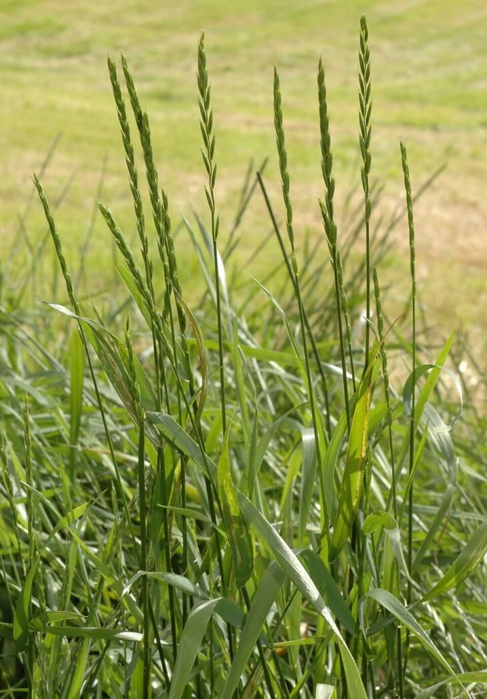 Kveke får høye, men frøsettingen er heldigvis ofte dårlig. Fotograf: Rolv Hjelmstad. Blomsteraks hos kveke