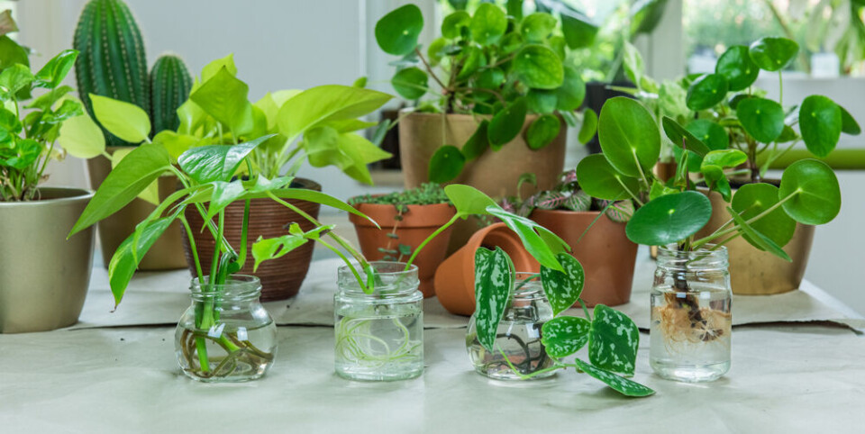 Når vi formerer potteplanter gjør vi det oftest ved hjelp av stiklinger. Fotograf: Shutterstock. Mange potteplantestiklinger i små glass som de danner røtter i.