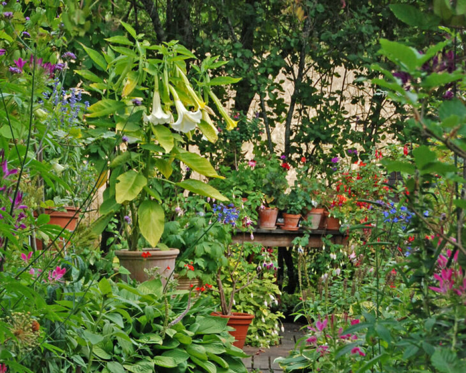 Engletrompeter er storvokste planter som tåler mørk overvintring. En samling gamle sommerblomster, blant annet en engletompet, i potter.