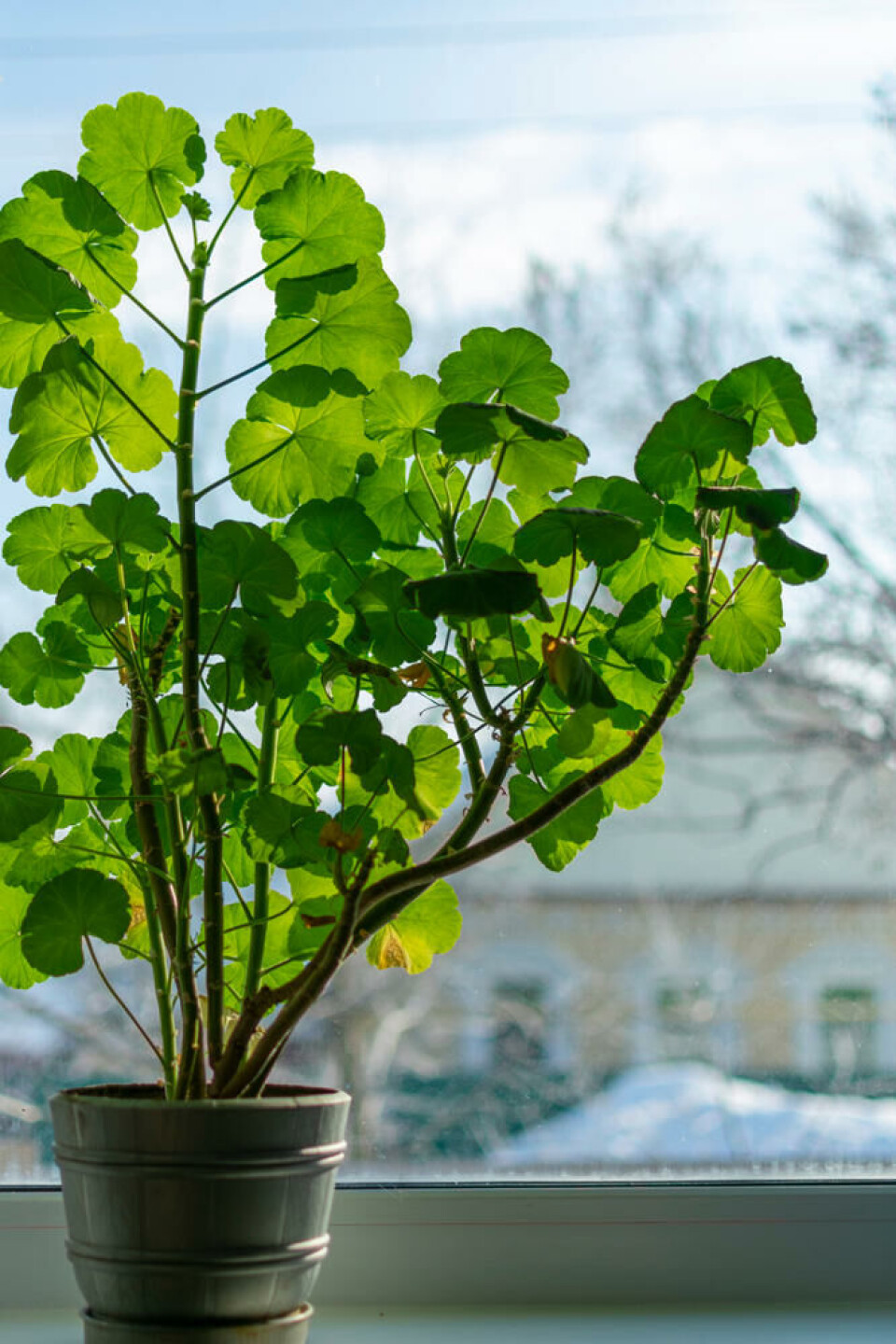 Pelargonia kan klare seg i stuevinduet, men blir ofte litt strekt i veksten. En litt forvokst pelargonia i et stuevindu vinterstid.