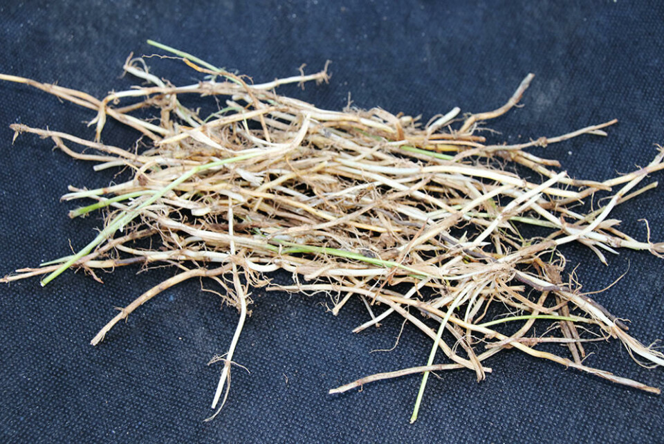 Tørkede røtter kan brukes i te. Fotograf: photowind/Shutterstock. Hvite røtter av kveke til mat.