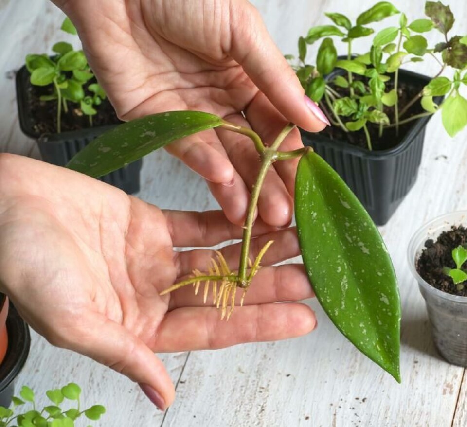 En Hoya-stikling har fått røtter og er klar til å plantes. Fotograf: Shutterstock. En Hoya-stikling som har dannet røtter. Holdes av hender.