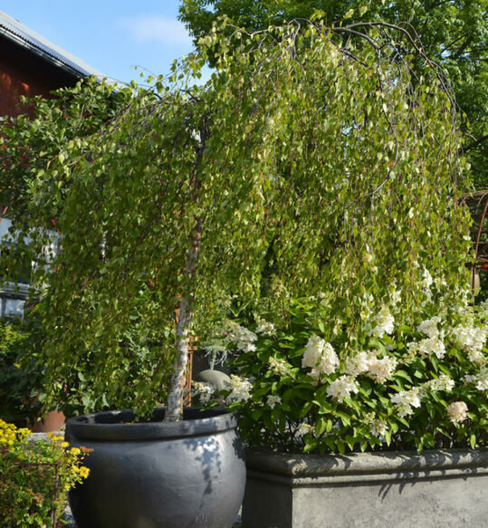 Plant flerårige planter, stauder, busker og trær, i potter