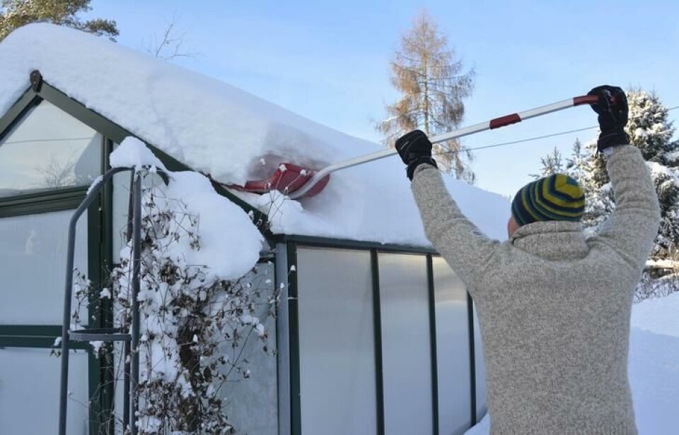 Enkelte år er svært snørike. Unngå knekk, måk veksthustaket. Man måker snø av et veksthustak med en rød snøskuffe.
