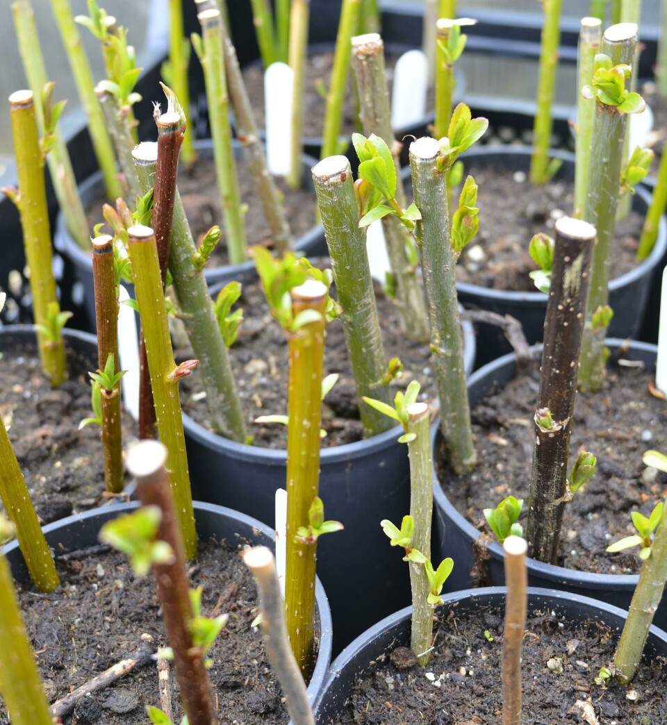 Skal en lage hekk, er det praktisk at plantene blir helt like. Fotograf: Marianne Utengen. Vedstiklinger i pil stukket i mange svarte plastpotter.
