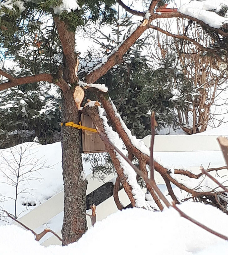 Tung snø kan brekke store greiner av friske trær. Fotograf: Marianne Utengen. En stor grein har knekt på et furutre. Forårsaket av snø.