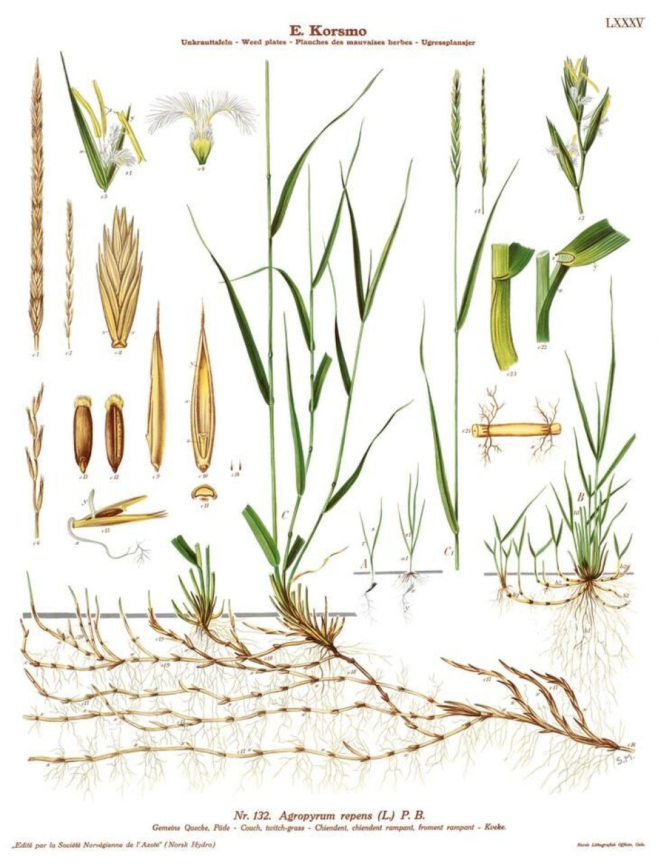 Måten kveke formerer seg på kan overføres til andre planter. Fotograf: NIBIO. Illustratør Sara Mørk. Illustrasjon av en kveke, alle plantedetaljer.