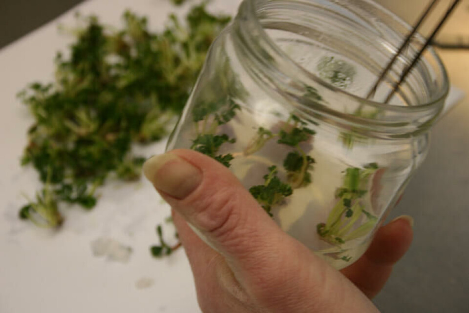 I et laboratorium kan ett vekstpunkt bli til mange helt genetisk like planter. Dette er jordbærplanter. Fotograf: Sagaplant. Pittesmå vevsformerte jordbærplanter i et glass på laboratorium.