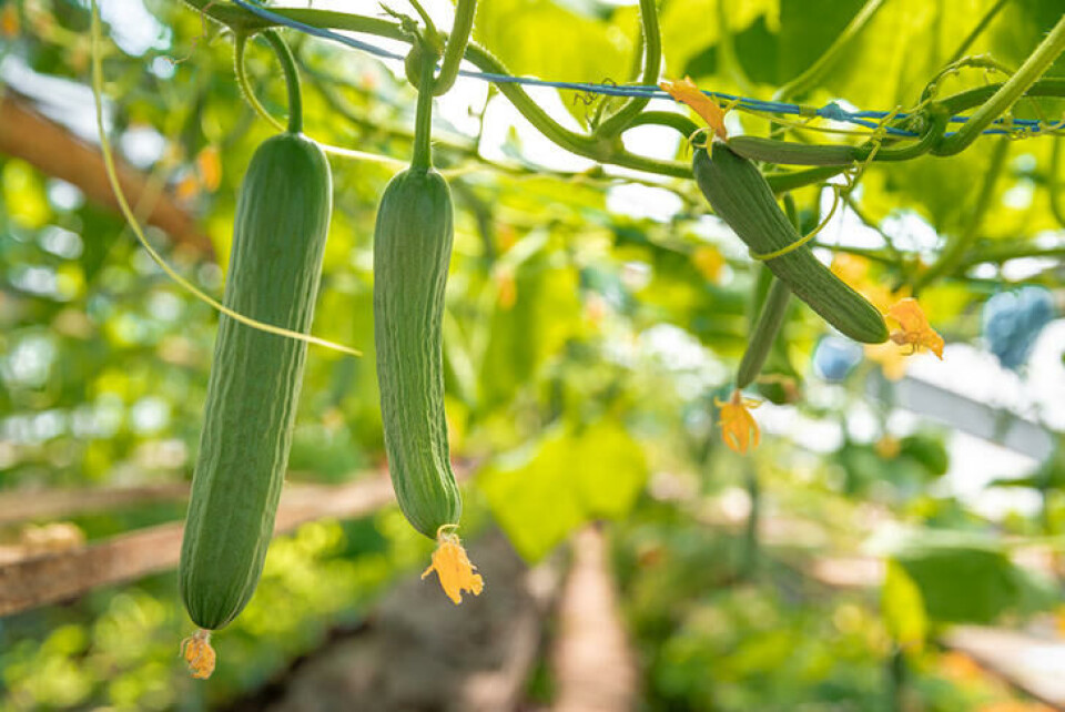 Høst agurkene forløpende så ikke de blir for store, men vent til de har fyllt seg. Foto: Shutterstock Agurker i drivhuset er snart høsteklare.