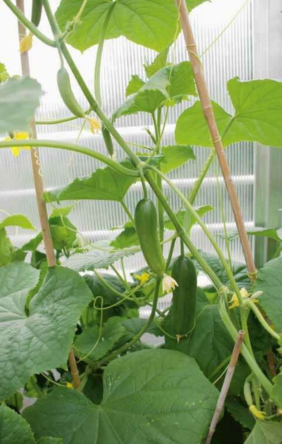 Knip sideskuddene, så unngår du kaotiske planter. Agurk med kraftig vekst