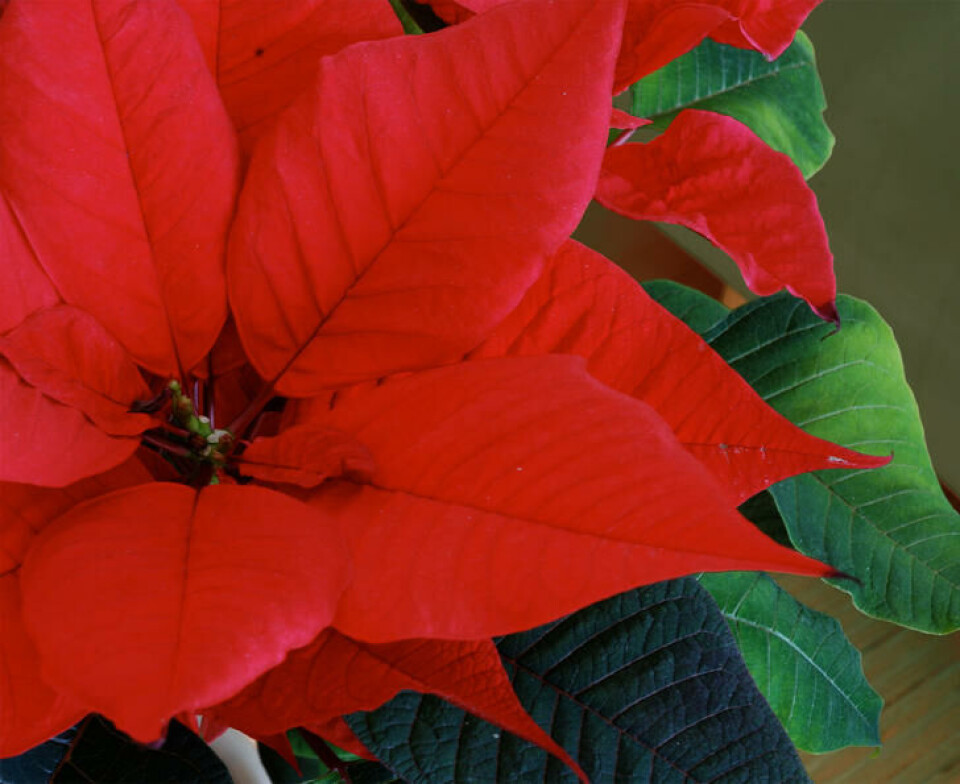 Julestjerne Julestjerne