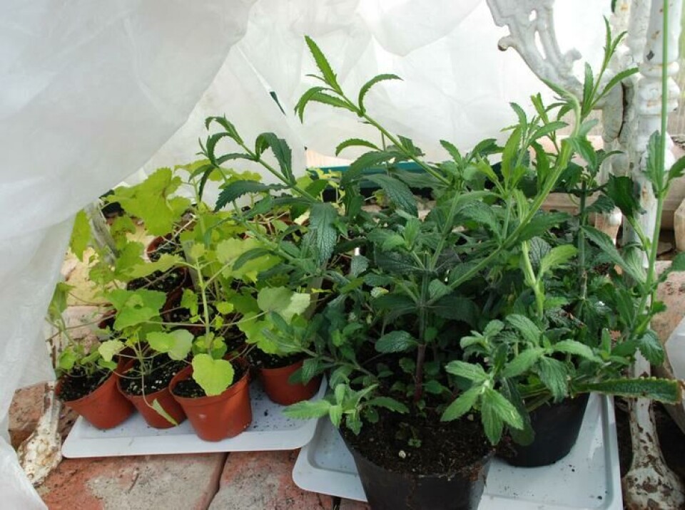 Agrylduk gir beskyttelse mot vind sterk sol, som et godt lag med solkrem på vårhvit hud. Unge planter, snart klare til å plantes ut.