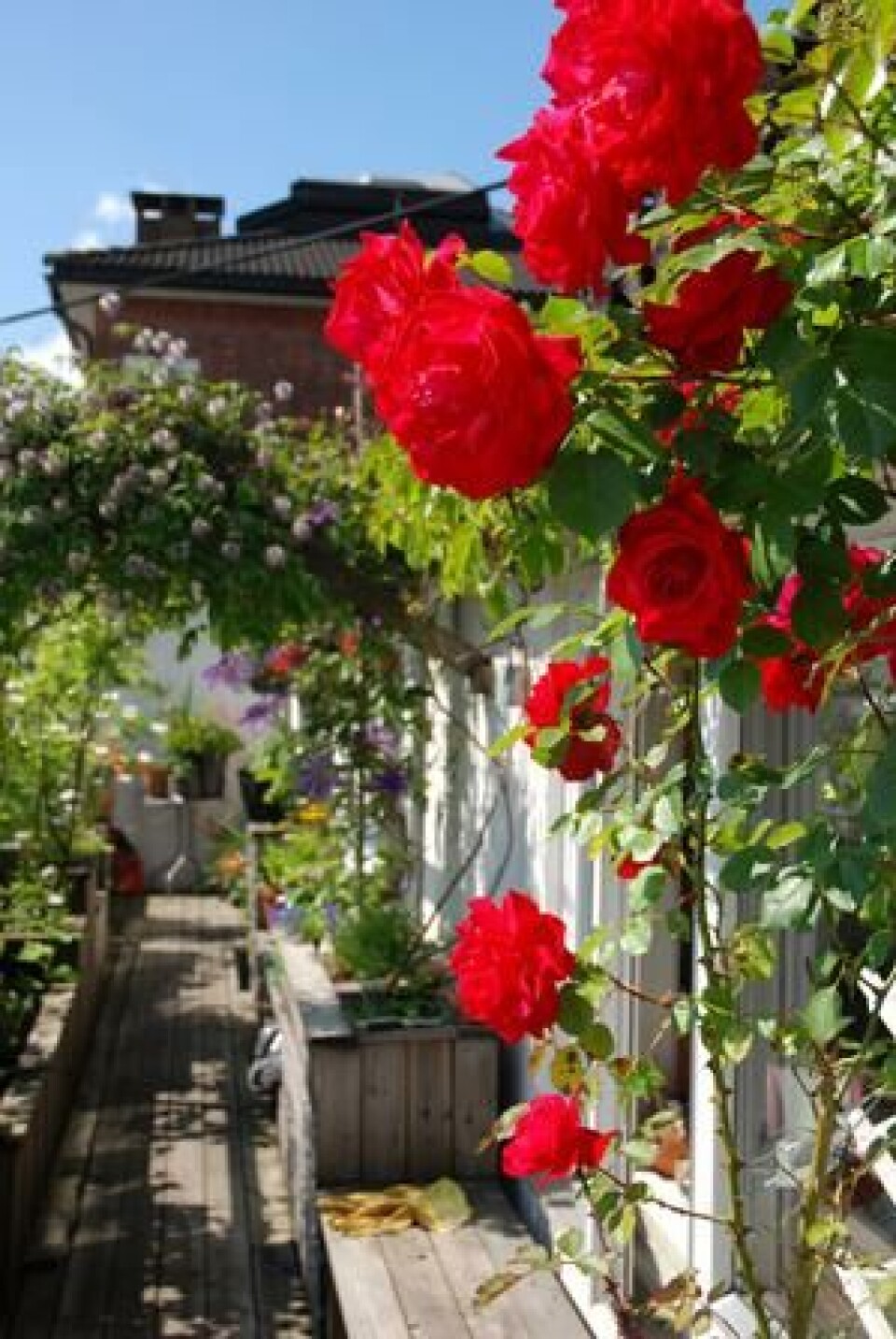 Balkongen er 17 meter lang og 1,90 cm bred. Det betyr at plantekassene må stå langs veggene for at det skal være mulig å gå mellom dem. Balkonghagen