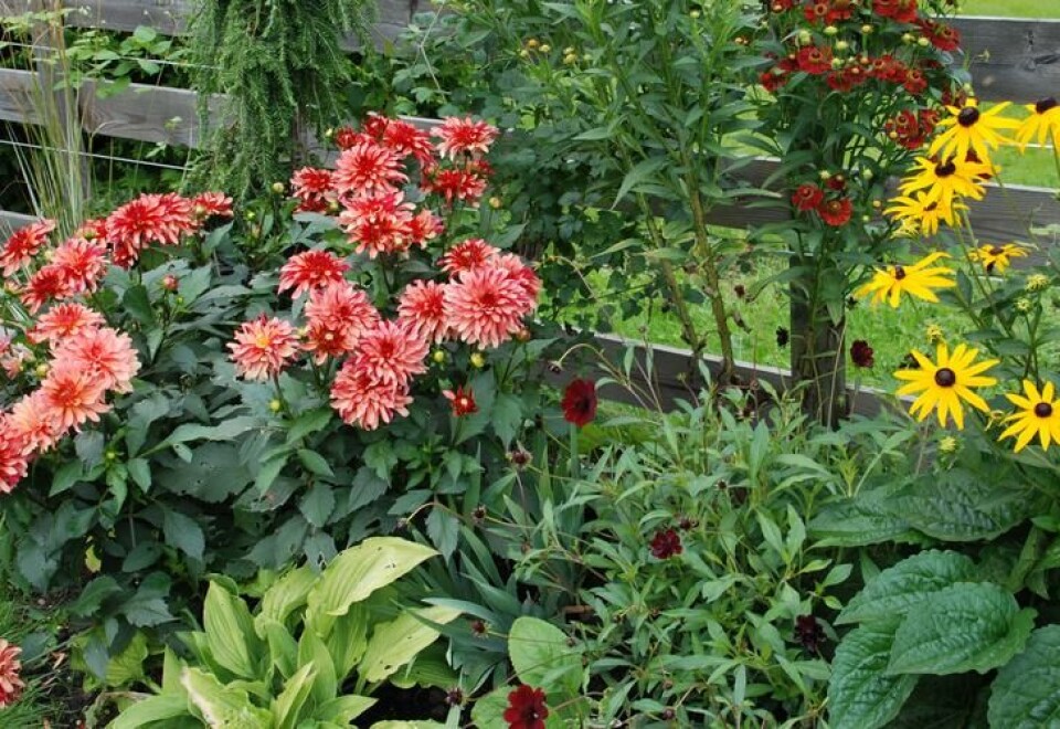 Dahlia kan fylle en fargerik plass i staudebedet. Fotograf: Marianne Utengen. Dahlia i et staudebed sammen med praktsolhatt.