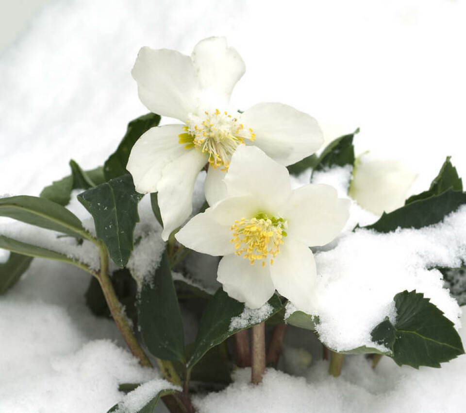 Fotograf: Shutterstock. Helleborus