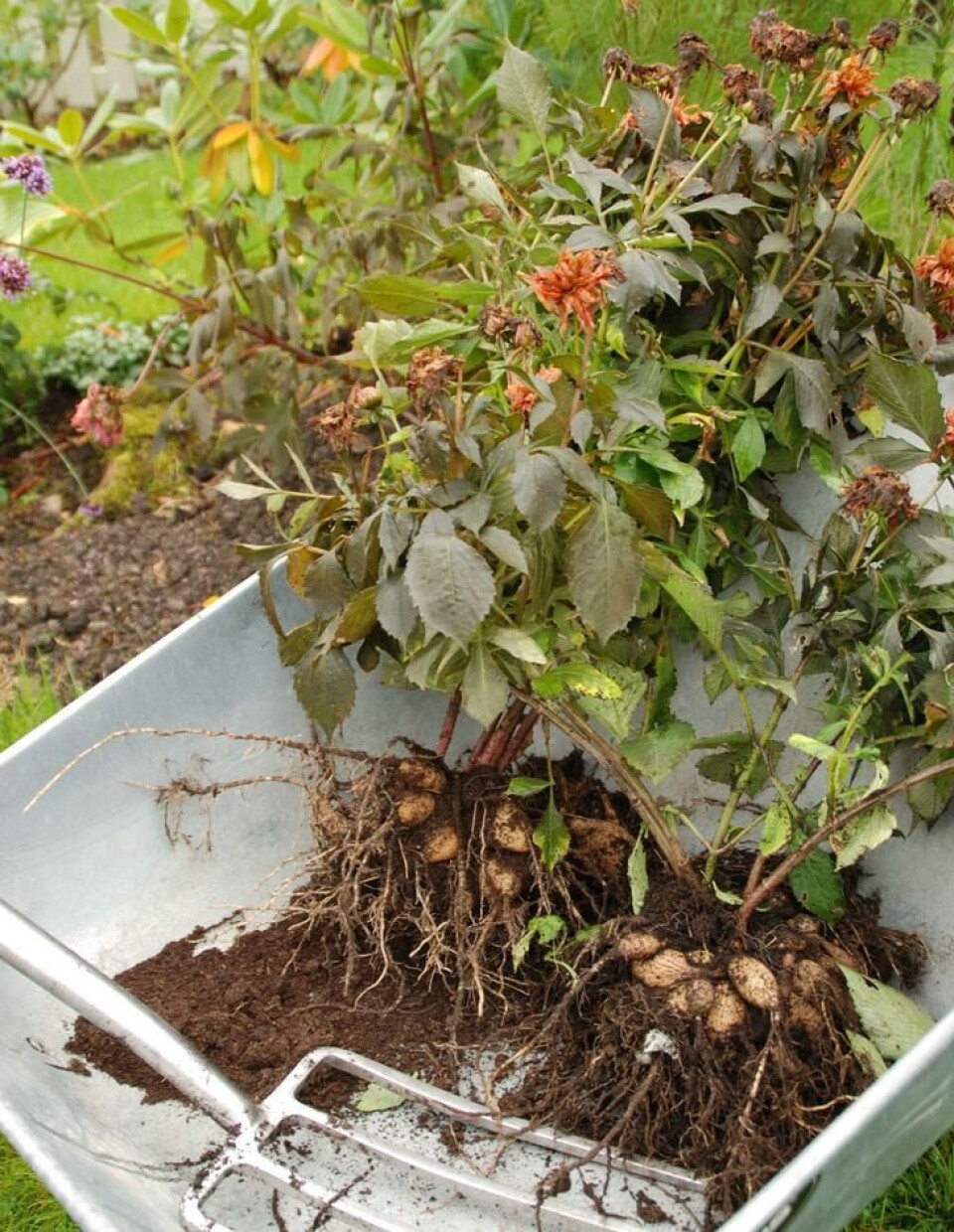 Grav opp hele planta, rist av jorda og klipp ned planta. Fotograf: Marianne Utengen. Dahliaplanter med knoller i en trillebår om høsten.