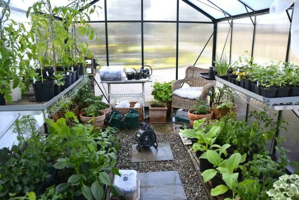 Lag et budsjett og tenk gjennom hva du skal bruke veksthuset til. Dette er 15 kvadrat. Inni et veksthus med mange blomster og små grønnsaksplanter.