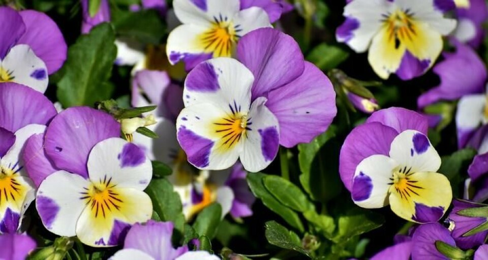Stemorsblomsten har et søtt ansikt som gjør deg glad. En gruppe blå/hvite stemorsblomster