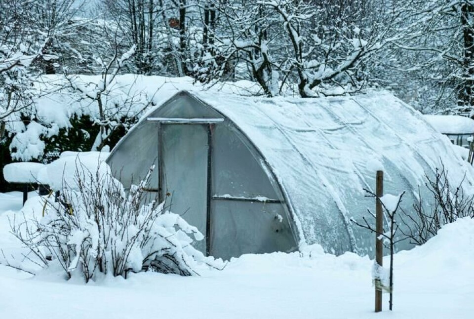Et veksthus bør tåle en del snø. Måking er likevel viktig. Fotograf: Shutterstock. Et veksthus nesten i knestående på grunn av snø.