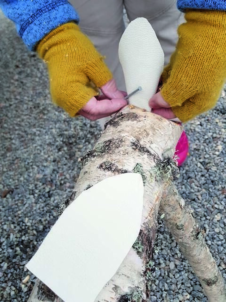 Deretter brettet vi de nederste hjørnene og spikret dem bak på hodet og bak på rumpa. Feste ører