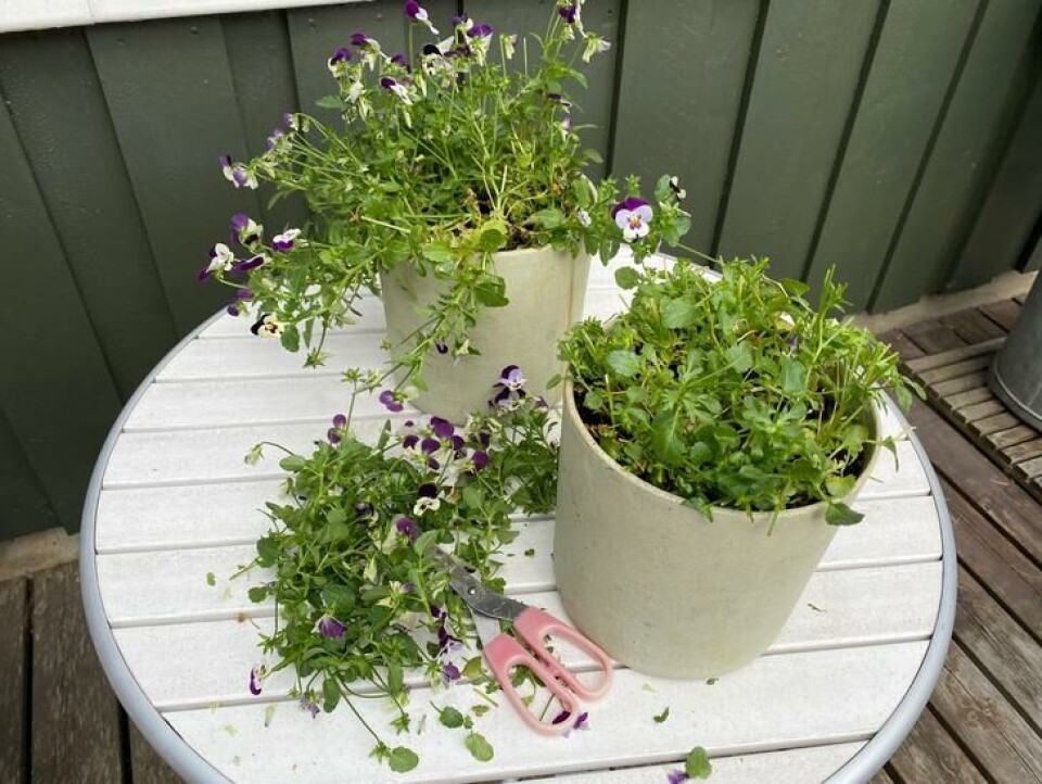 Forny stemorsblomstene Klipper ned stemorsblomst om sommeren