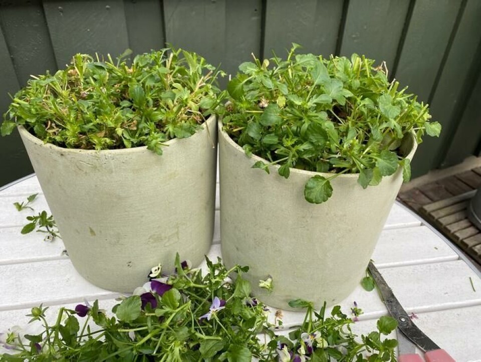 Forny stemorsblomstene Nedklippet stemorsplante