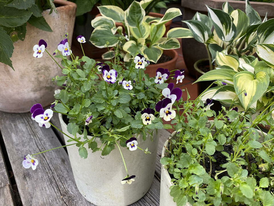 Forny stemorsblomstene stemorsblomster i potte ved hosta