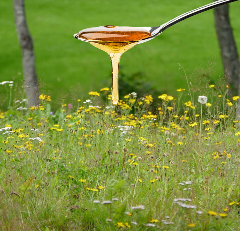 Honningens vidunderlige verden Honning og blomstereng