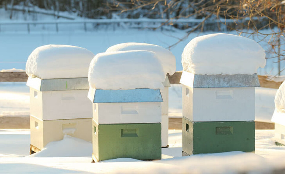 Honningens vidunderlige verden Bikuber om vinteren