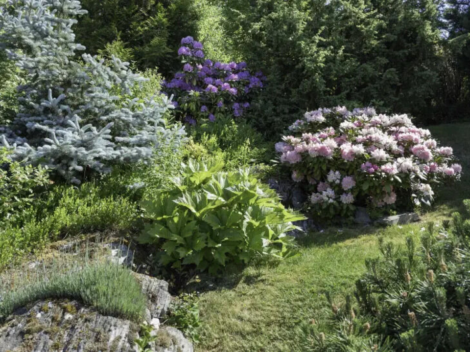 Hjemmehagen har en myk overgang til skogsområder rundt, og blåbærlyngen danner bunndekke i ytterkantene. Rododendron er en av favorittene. Skoghage