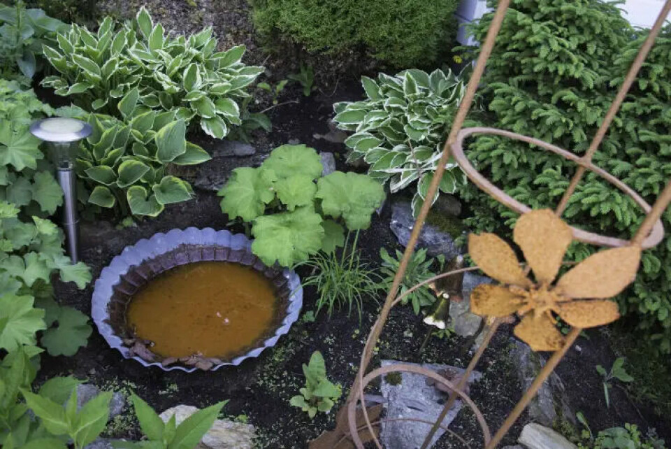 Små rom er karakteristisk for hjemmehagen, og dette vannspeilet dukker opp mellom plantene. Rust går igjen, både her og på hytta.. Fotograf: Kari Kløvstad. vannspeilet dukker opp mellom plantene