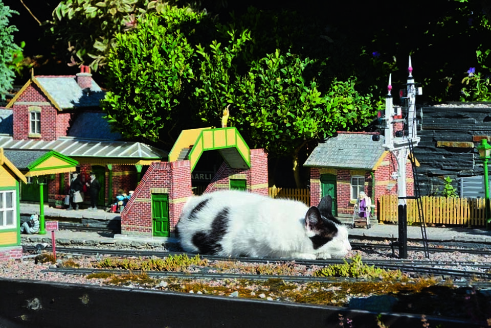 Katt på linja! Noen ganger kryper han også inn i tunnelene.. Fotograf: Marianne Utengen Katt i jernbanesporet