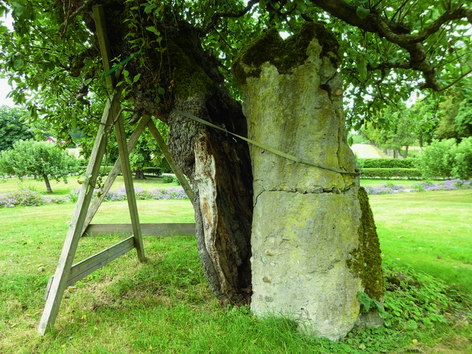 Fotograf: Gustav Redalen Gammelt Åkerøtre blir støttet opp