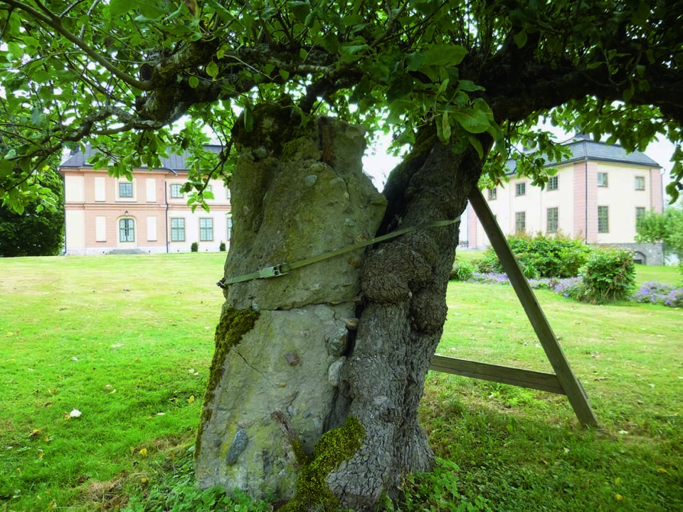 Det 250 år gamle treet er bundet godt fast til en betongsøyle og i tillegg støttet opp på den ene siden.. Fotograf: Gustav Redalen Gammelt Åkerøtre blir støttet opp