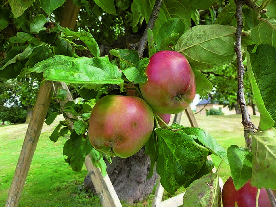 Epler på mortreet fotografert en god måned før normal høstetid. Vi ser at eplene har den karakteristiske dekkfargen, men grunnfargen er foreløpig temmelig grønn. Fram mot modning vil grunnfargen gå over mot gult. Dette vil gi en varmere og mer tiltalende dekkfarge. Også på mortreet er eplene angrepet av skurv! Åkerøepler