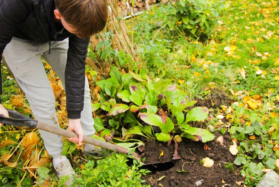 grave opp staude grave opp staude
