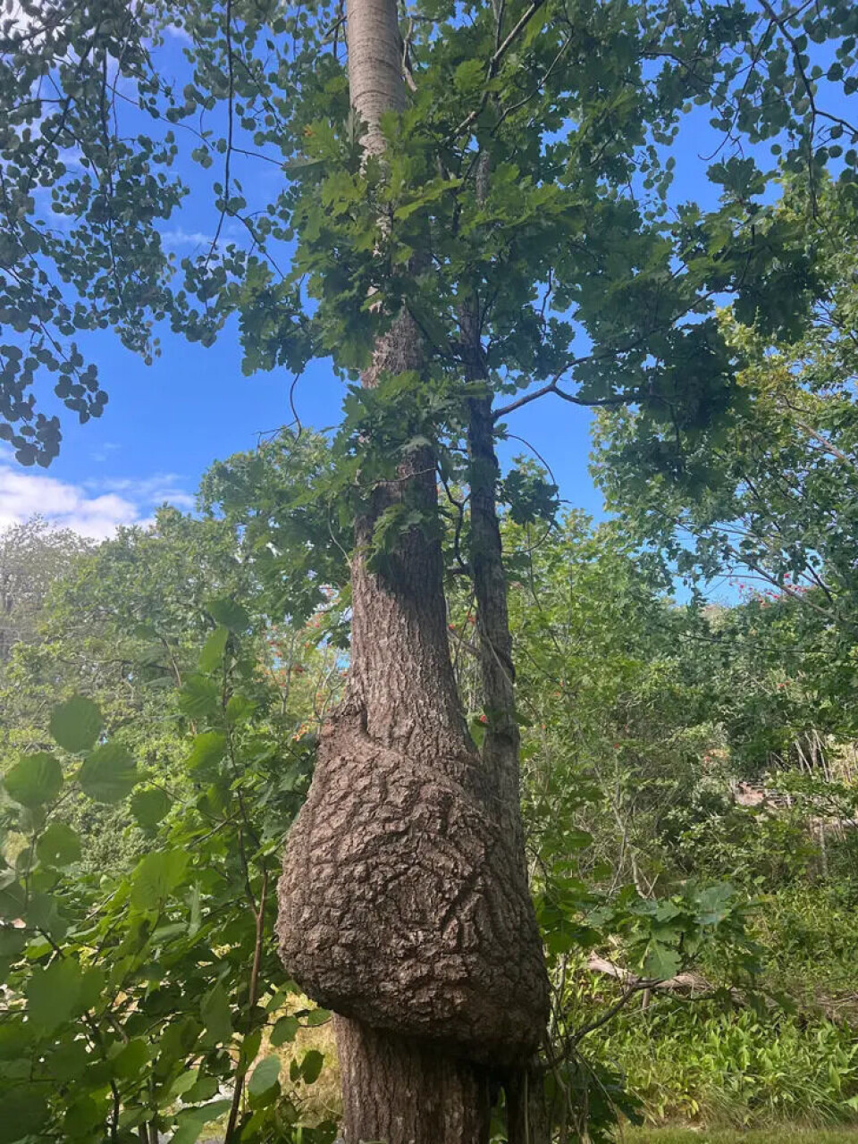 En eik hadde rar vokseform. Medlemmet fikk svar av en av våre gartnere. Foto: Bente Bjørnland En gammel eik med en rar stammefasong.