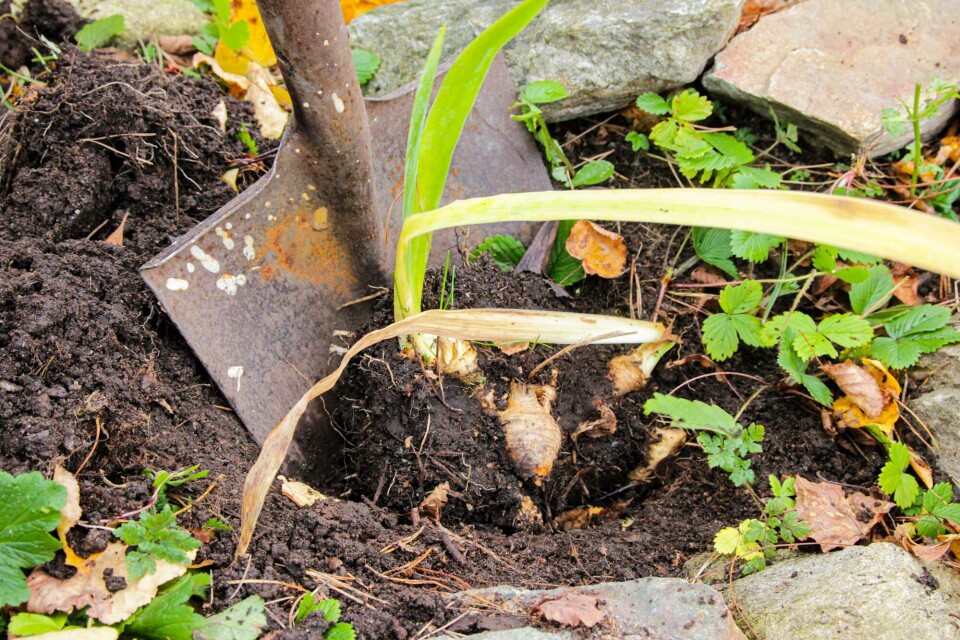 Fotograf: Jens Fremming Anderssen Grave opp staude