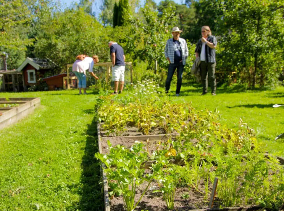 Hagebruk – en ressurs for matberedskap Dyrking i bed