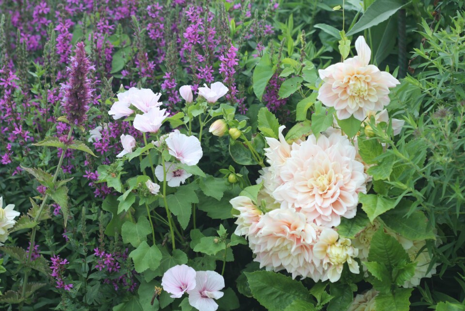 Monets hage Blomsterkombinasjon i pastell.