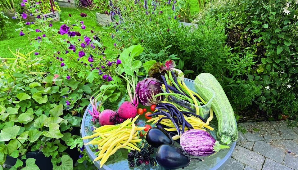 FEM OM DAGEN, LETT! Slik mat spiser jeg daglig hele
sommeren og høsten. Det smaker godt, er veldig
sunt og koster nesten ingenting. Er ikke det en god
dyrkingsmotivasjon, da? Et fat med grønnsaker. Squash, aubergine, bønner, reddiker