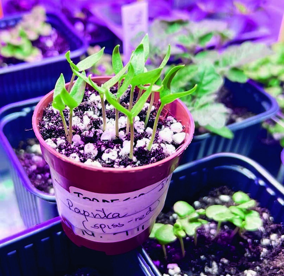 PAPRIKA I FARTEN Breisådd spisspaprika under
plantelys i gangen. Frøplanter av paprika