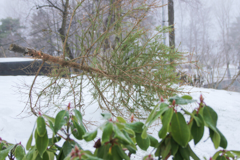 Gjenbruk juletreet i hagen