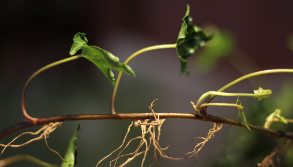 Lag flere inneplanter