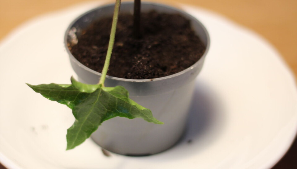 Lag flere inneplanter