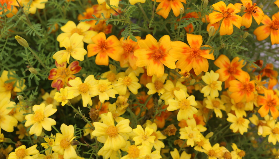 SOMMERDUFT Fløyelsblomst (Tagetes) kommer i varme
nyanser fra kremgul til knall oransje, med store eller
små blomster, dufter sitrusaktig godt og kan spises.