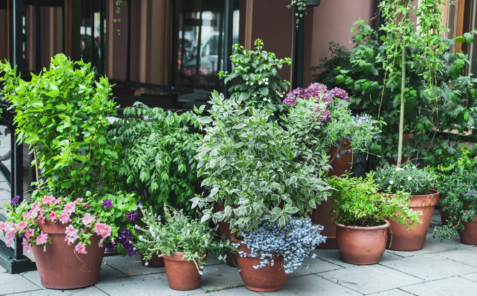 Plant flerårige i potter