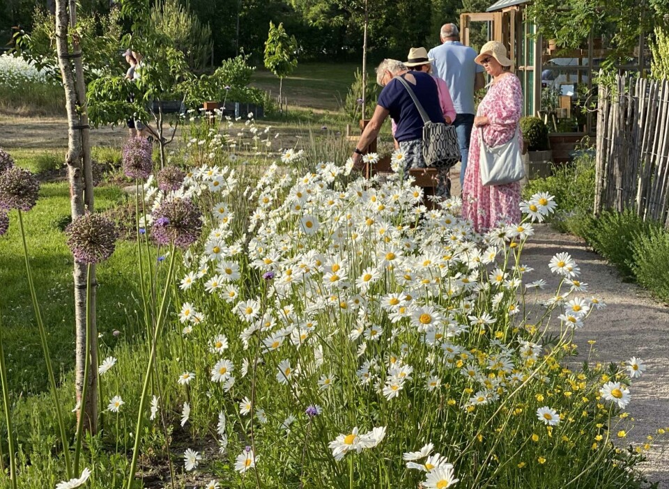 Hvaler er Årets hagelag 2025