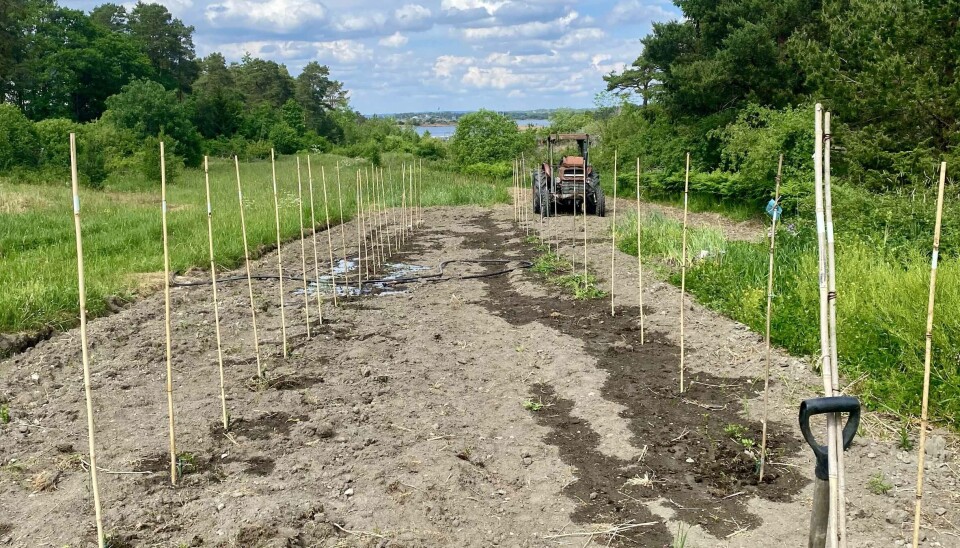 Hvaler hagelag har arrangert kurs i druedyrking med Joar Sættem.