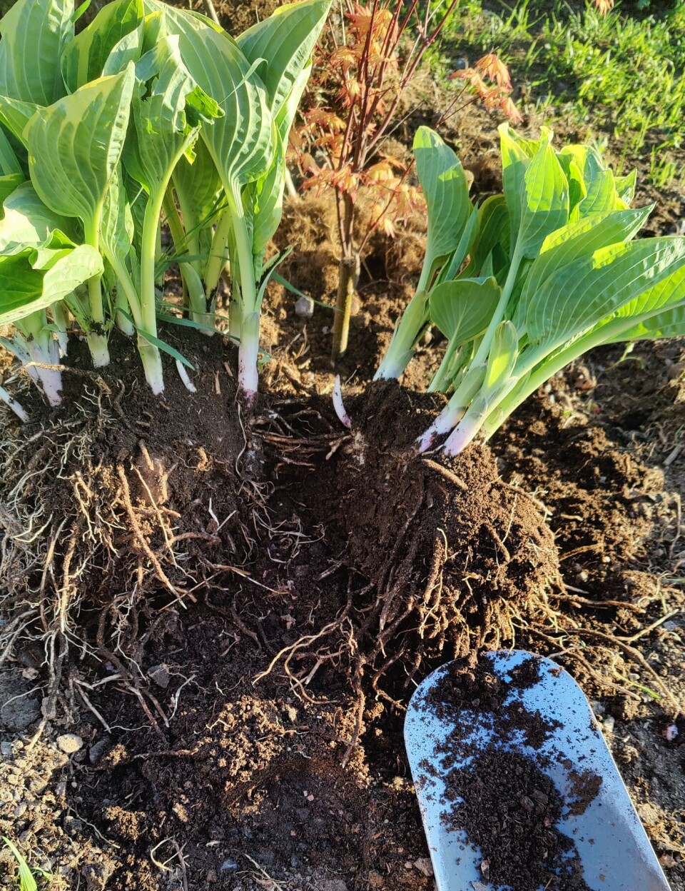 En stor bladliljeklump (Hosta) kan bli til mange nye planter. Planlegger du nye bed, er staudedeling en veldig økonomisk måte å gjøre det på.